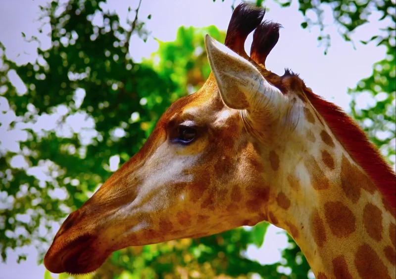 78901 Natur - Giraffe Puzzle