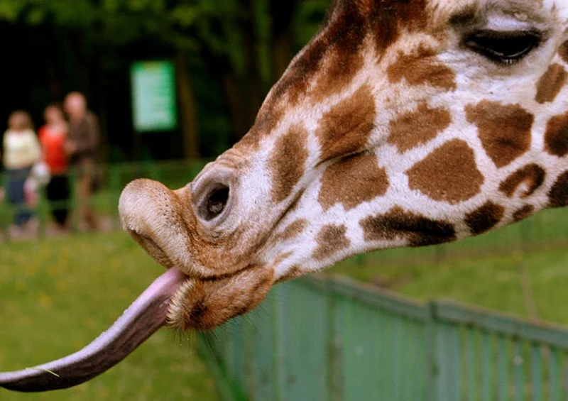 78915 Natur - Giraffe Puzzle