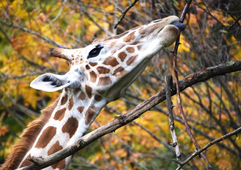 78922 Natur - Giraffe Puzzle