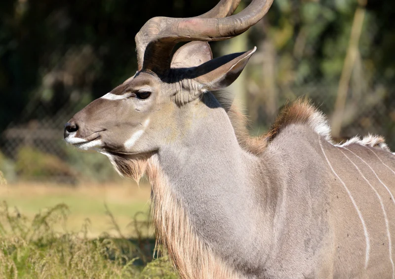 70762 Tierwelt - Kudu Puzzle