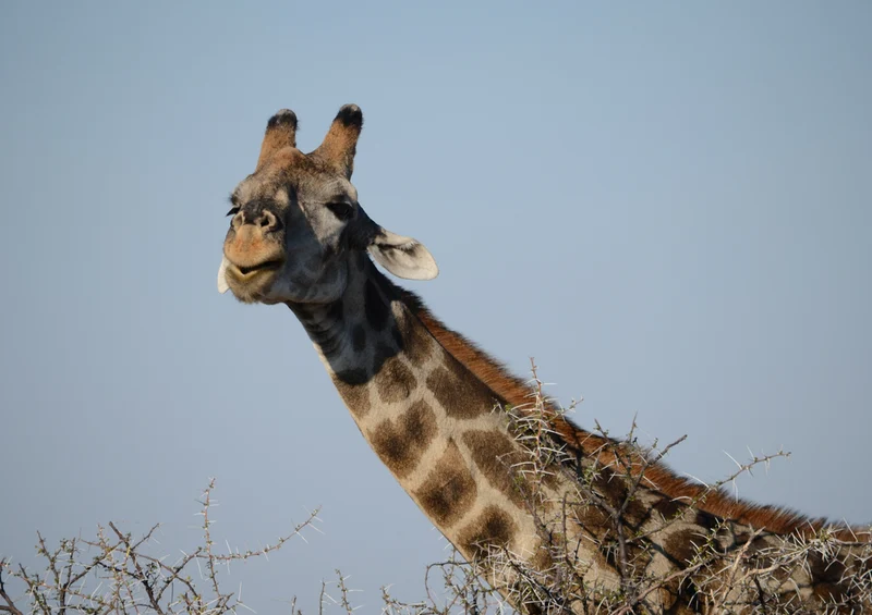 70770 Tierwelt - Giraffe Puzzle