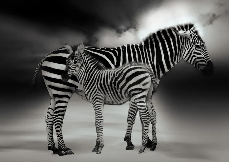 79602 Tierwelt - Zebras Puzzle