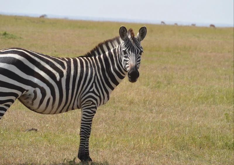 80298 Natur - Zebra Puzzle