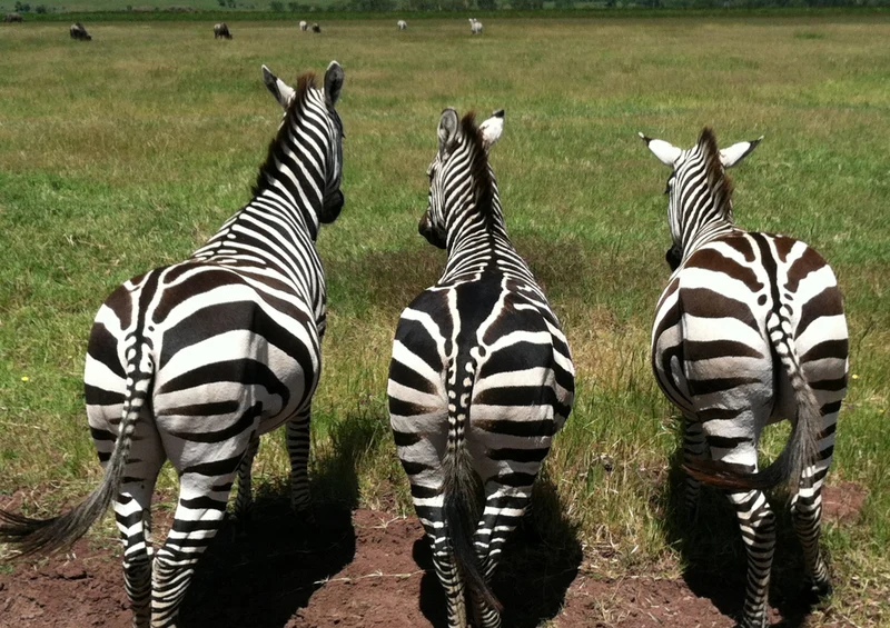 80256 Natur - Zebras Puzzle