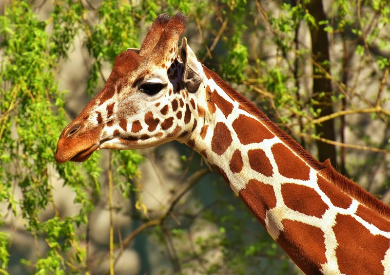 78939 Natur - Giraffen Puzzle