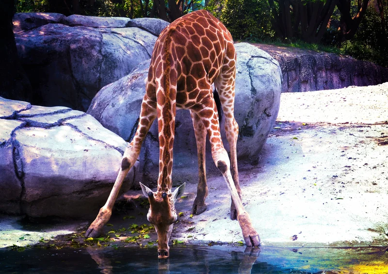 78943 Natur - Giraffe Puzzle