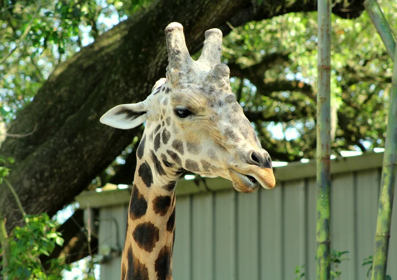 78946 Natur - Giraffe Puzzle