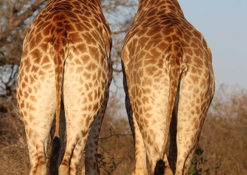 78954 Natur - Giraffe Puzzle