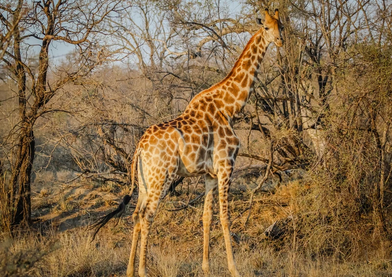 78958 Natur - Giraffe Puzzle