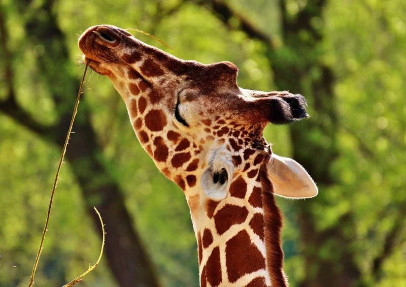 78962 Natur - Giraffe Puzzle