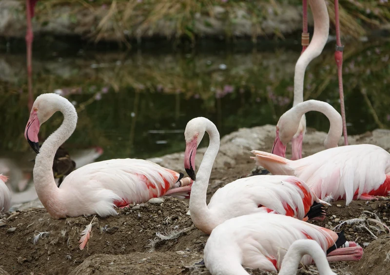 80671 Natur - Flamingo Puzzle