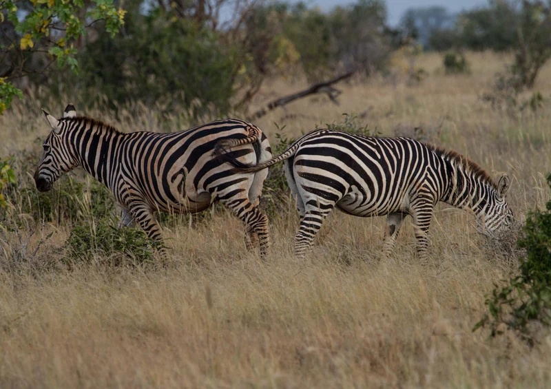 80678 Natur - Zebra Puzzle