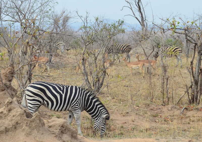 80682 Natur - Zebra Puzzle