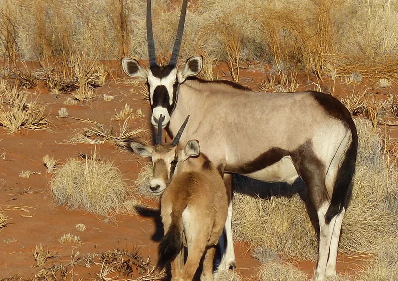 70778 Tierwelt - Antilope Puzzle