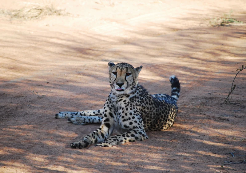 79722 Tierwelt - Gepard Puzzle