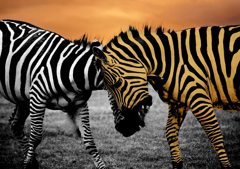 80229 Natur - Zebras Puzzle