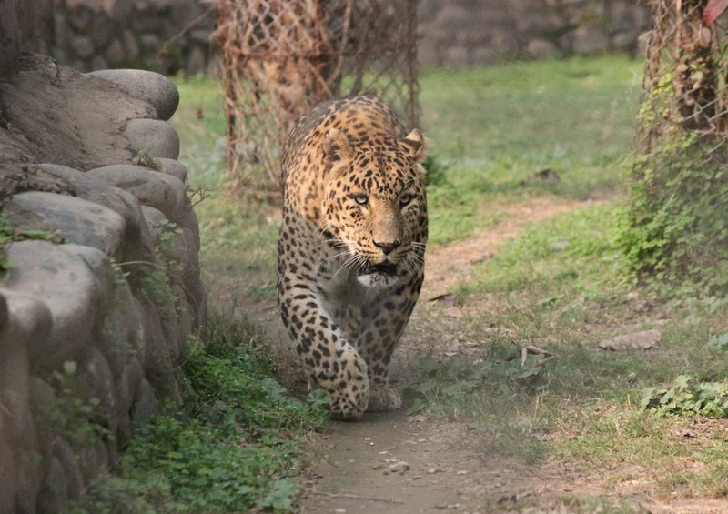 80203 Natur - Leopard Puzzle