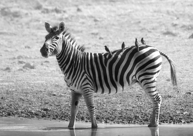 80196 Natur - Zebra Puzzle