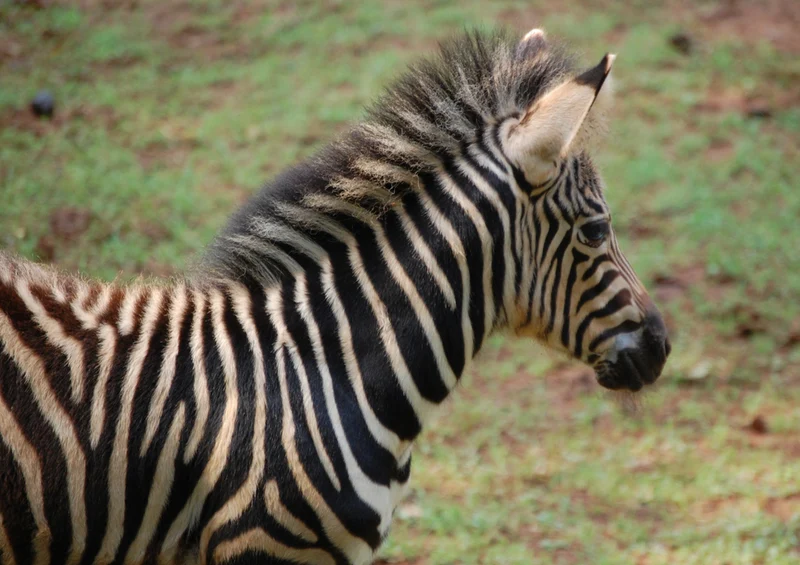 80180 Natur - Zebra Puzzle