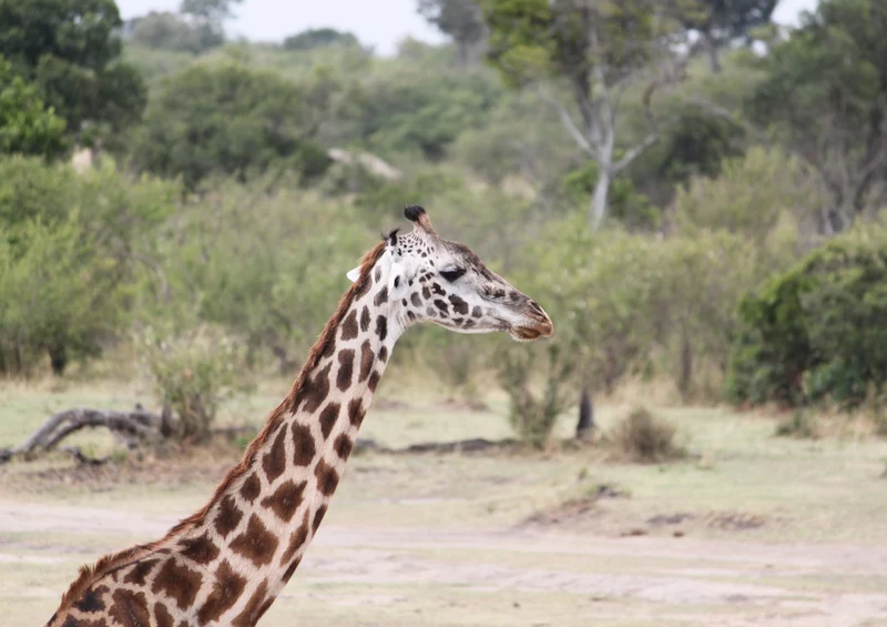 80697 Natur - Giraffe Puzzle