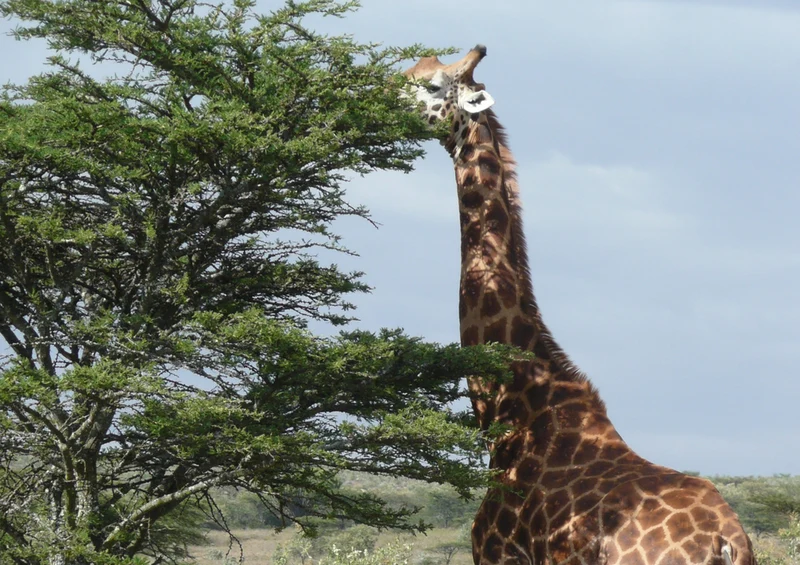 80704 Natur - Giraffe Puzzle