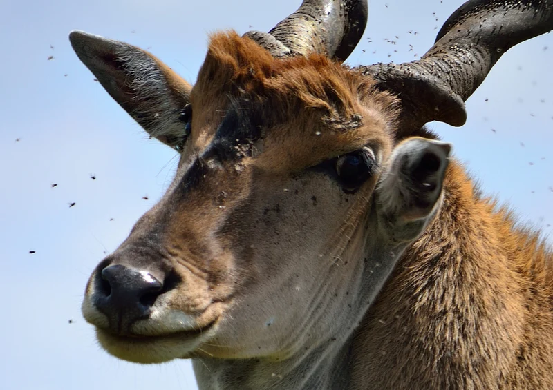 80707 Natur - Eland Puzzle