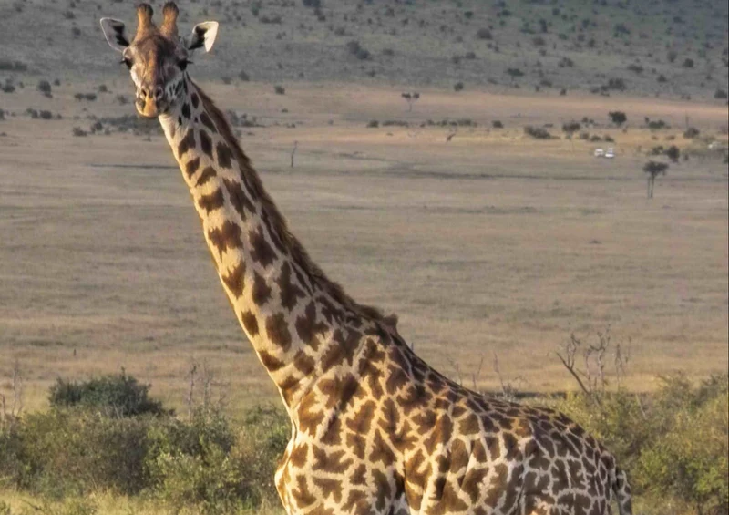 80710 Natur - Giraffe Puzzle