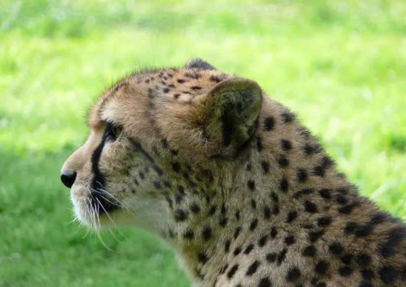 79711 Tierwelt - Gepard Puzzle