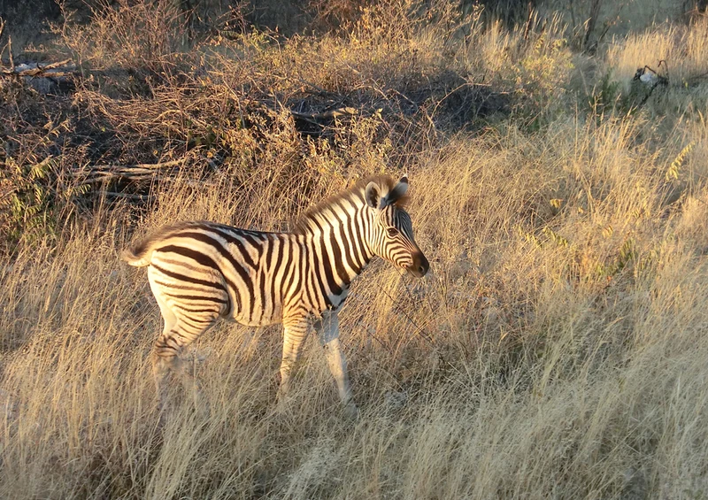 79917 Tierwelt - Zebra Puzzle