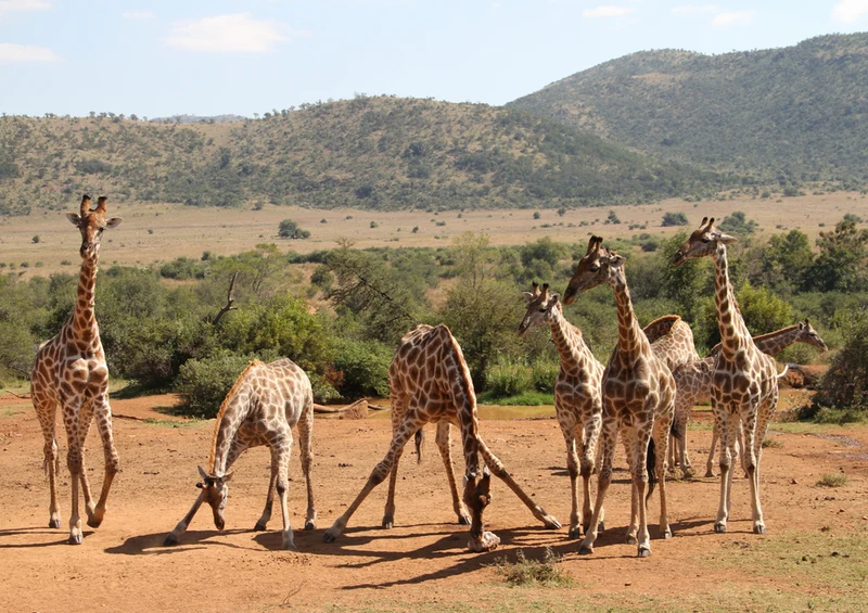 80147 Natur - Giraffen Puzzle