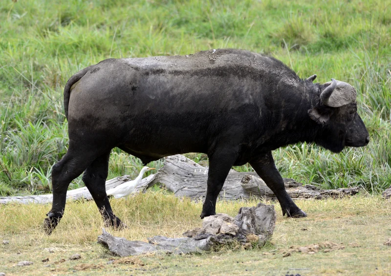 80724 Natur - Bison Puzzle