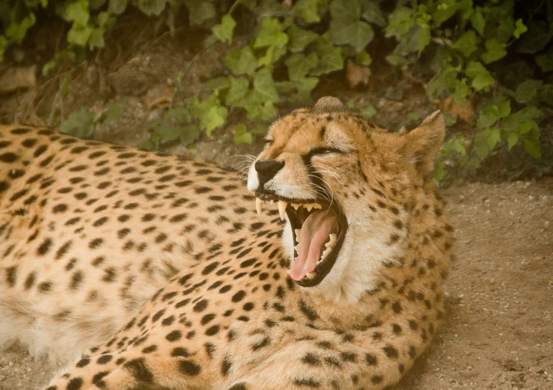 80734 Natur - Gepard Puzzle