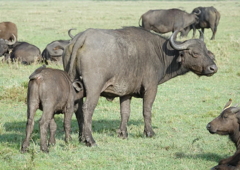 80738 Natur - Bison Puzzle