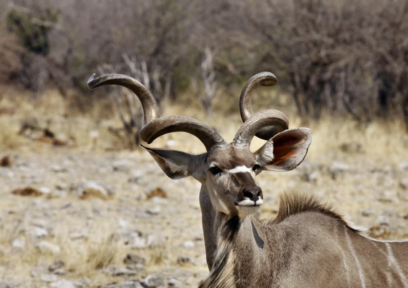79743 Tierwelt - Kudu Bock Puzzle