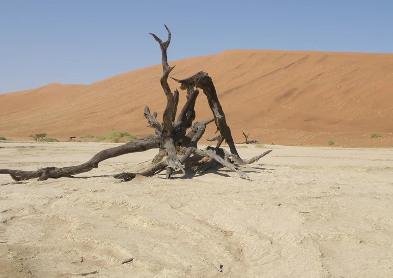 79758 Natur - Deadvlei Puzzle