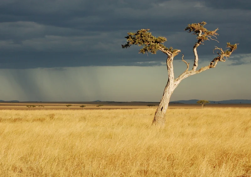 80396 Natur - Kenia Puzzle