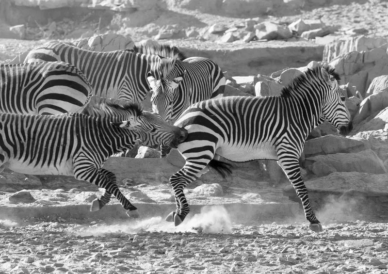 80400 Natur - Zebra Puzzle