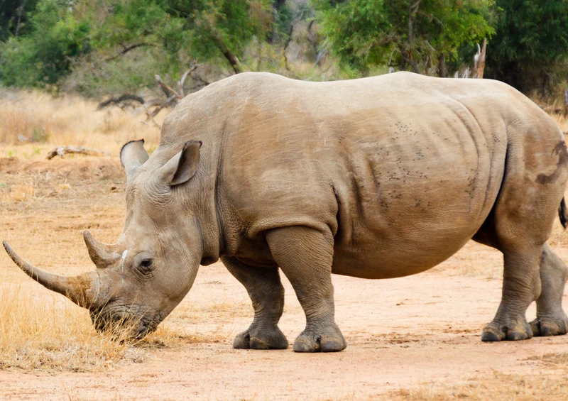 80403 Natur - Nashorn Puzzle