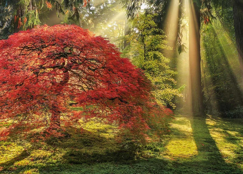 PFG Magic Forests - Guiding Light, Aaron Reed (1000pcs) (Usage/Used - PUZZLES FOR GOOD)