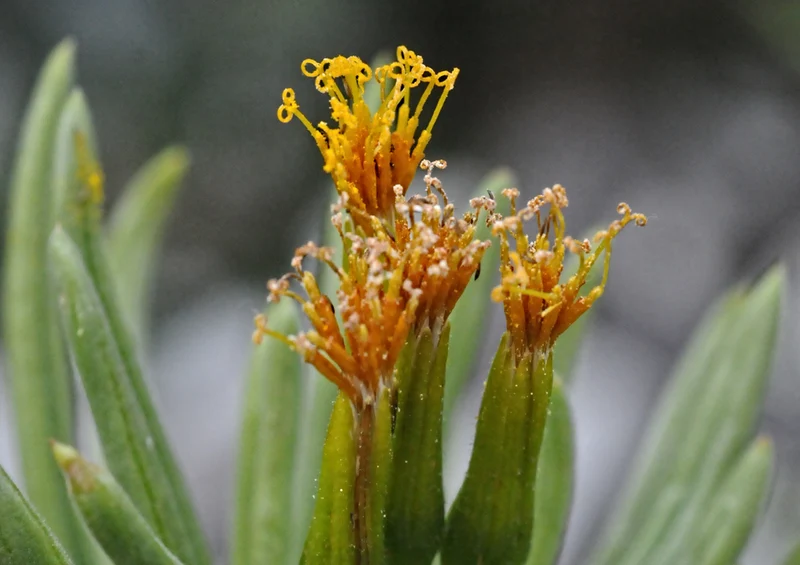 80571 Natur - Kleinia petraea Puzzle