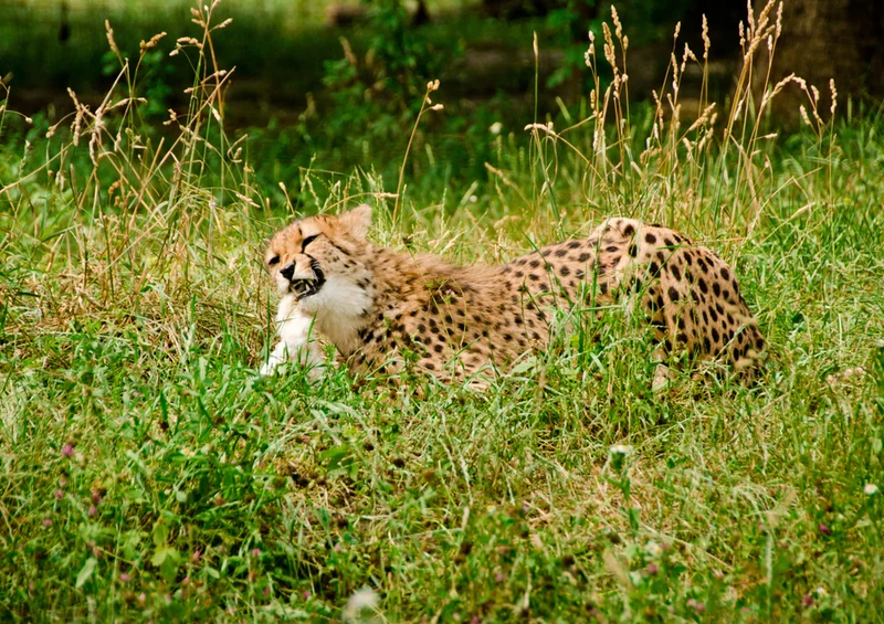 80577 Natur - Gepard Puzzle