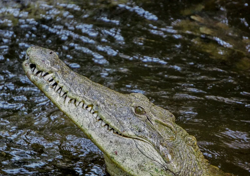 80583 Natur - Krokodil Puzzle