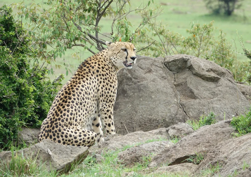 80593 Natur - Gepard Puzzle