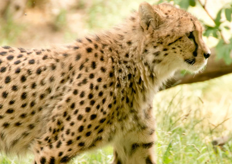 80597 Natur - Gepard Puzzle