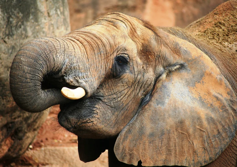 80406 Natur - Elefant Puzzle