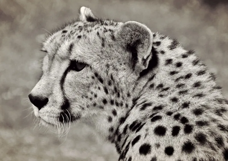 80418 Natur - Gepard Puzzle