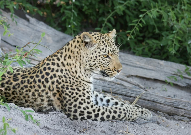 80421 Natur - Leopard Puzzle