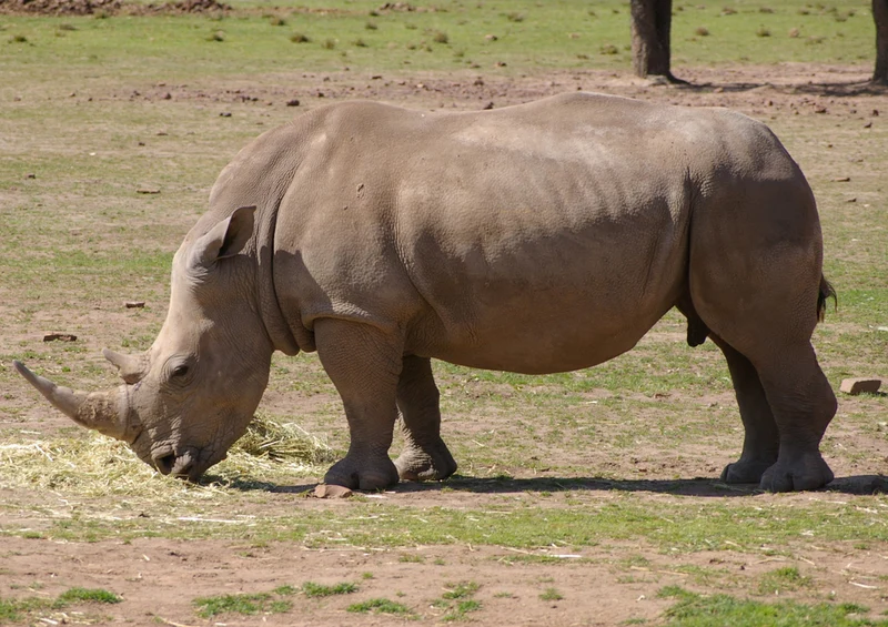 80128 Natur - Nashorn Puzzle