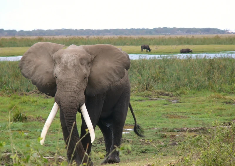 80125 Natur - Elefant Puzzle