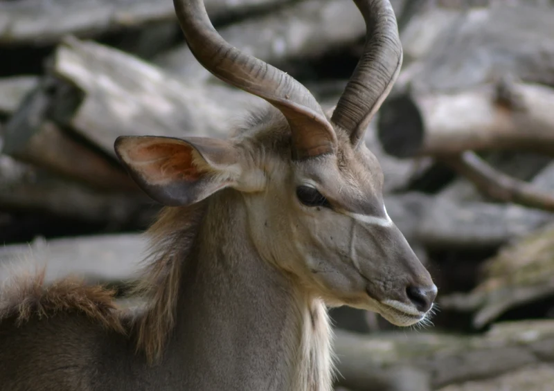 79784 Tierwelt - Antilope Puzzle